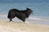 BORDER COLLIE 1605